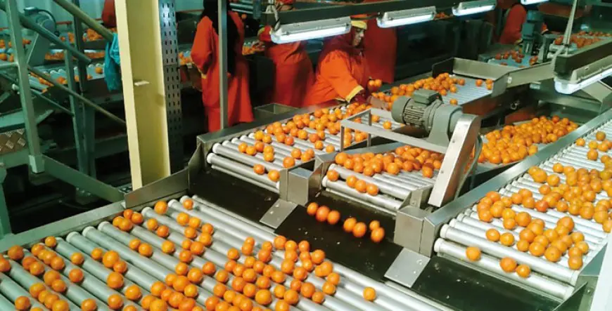 Agroalimentaire : les exportations du Maroc atteignent un record de 86,2 milliards de dirhams en 2025