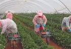 Le Maroc fournit plus de la moitié des légumes de serre importés par l’Espagne