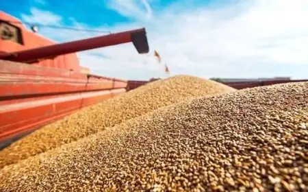 Maroc : suspension des droits d’importation sur le blé tendre et la viande jusqu’à fin 2026