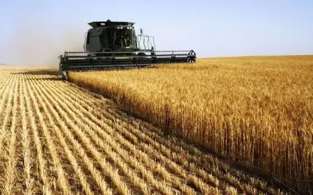 Céréales : la FAO prévoit une forte reprise de la production au Maroc à 6,3 millions de tonnes en 2026