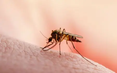 الكونغو الديمقراطية تسجل أكثر من 26 مليون إصابة بالملاريا ونحو 30 ألف وفاة خلال عام