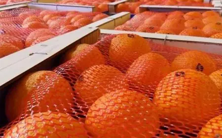 Bond spectaculaire des clémentines marocaines sur le marché espagnol au premier semestre 2026
