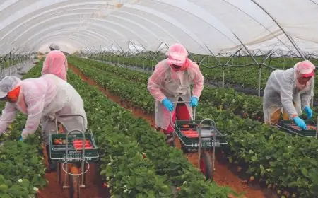 Le Maroc fournit plus de la moitié des légumes de serre importés par l’Espagne