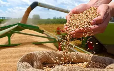 Importations de blé : Le Maroc réactive une aide financière pour la fin d’année 2026