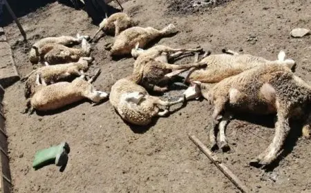 انهيار حظيرة طينية بتازة يتسبب في نفوق حوالي 40 رأسا من الغنم