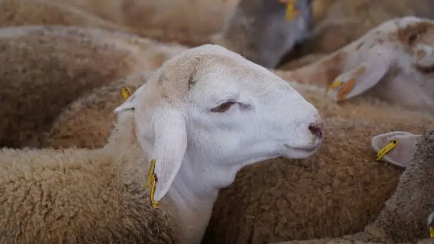 Exportations d’ovins vivants : le Maroc absorbe plus de 8 ovins andalous sur 10 en 2025