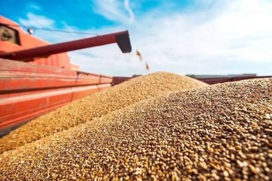 Maroc : suspension des droits d’importation sur le blé tendre et la viande jusqu’à fin 2026