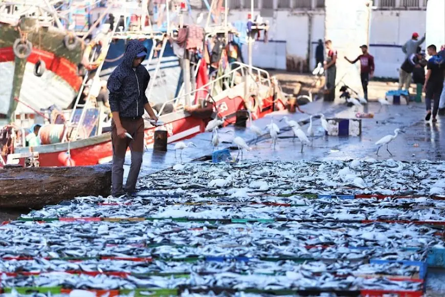 ارتفاع مفرغات الصيد البحري بالواجهة المتوسطية للمغرب بـ8% رغم تراجع قيمتها