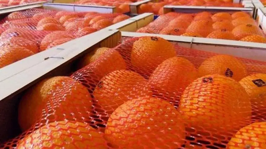 Bond spectaculaire des clémentines marocaines sur le marché espagnol au premier semestre 2026