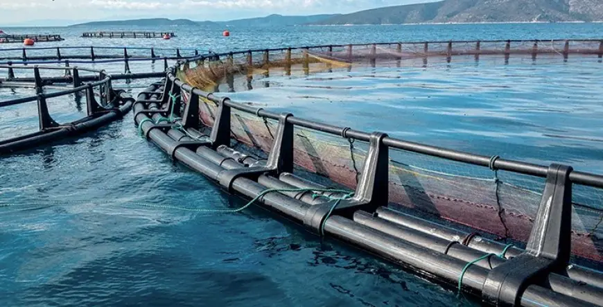 Aquaculture au Maroc : 1,96 milliard de dollars d’investissements en jeu et 75 000 emplois à la clé
