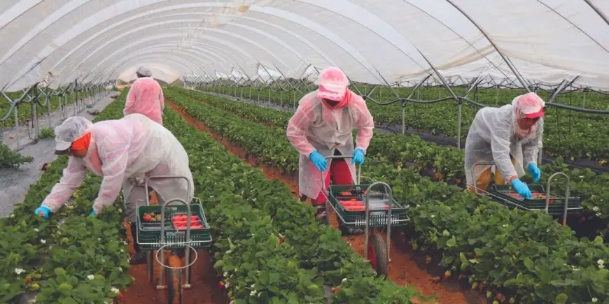 Le Maroc fournit plus de la moitié des légumes de serre importés par l’Espagne