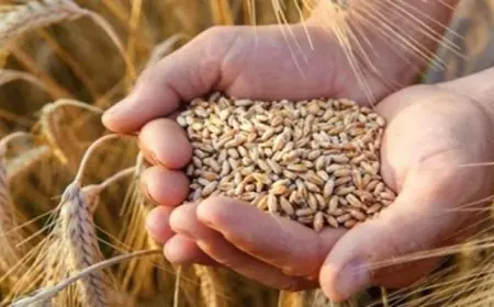 دراسة تحذر من تهديدات كارثية قد تعرّض الأمن الغذائي العالمي للخطر