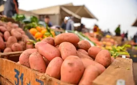 أسعار البطاطس بالمغرب تقفز إلى 8 دراهم للكيلوغرام