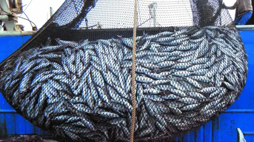 La pêche marocaine en progression grâce à une forte hausse des captures de sardines